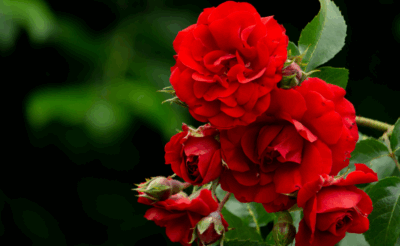 "No todas las rosas son rojas"
