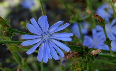 "Memoria de una flor azul"